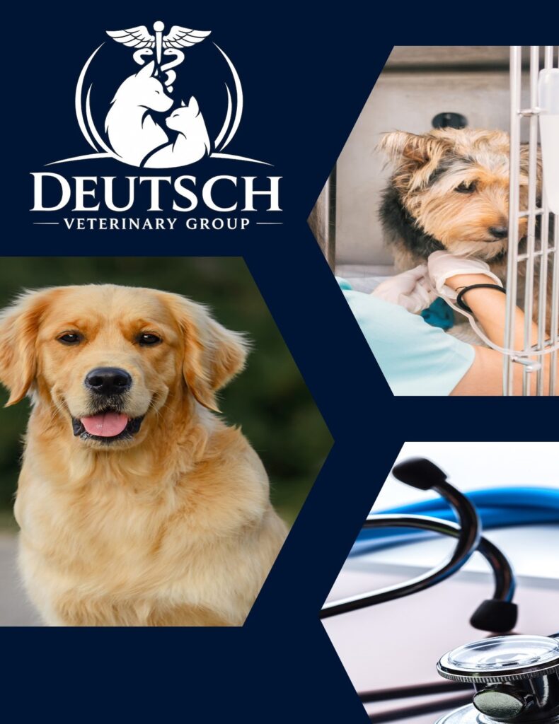 Veterinarian Practice Business Plan